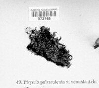 Image of Poeltonia venusta